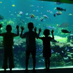 NausicaaOK