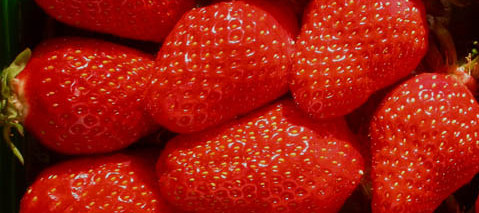 fraises-OK