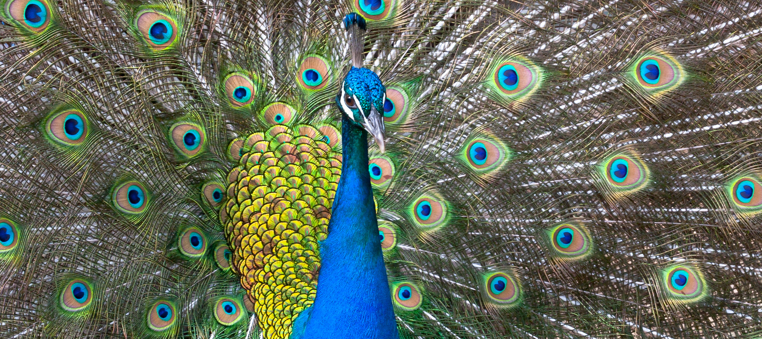 Zoo de LilleOK