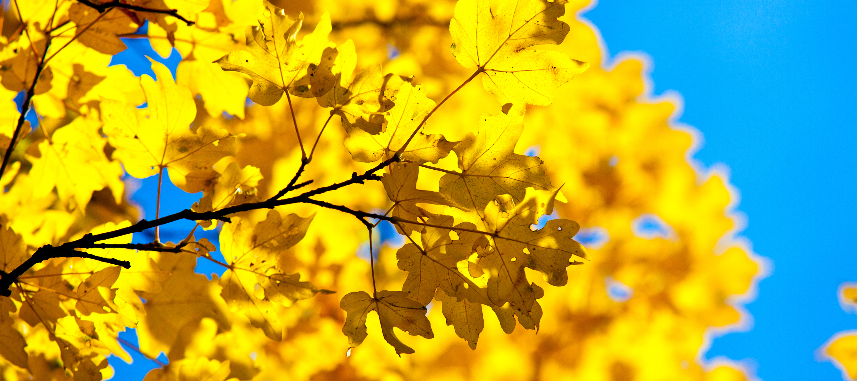 automne