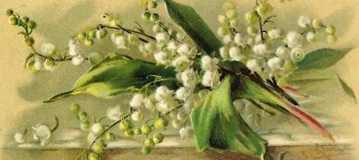 muguet